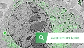 Integrated Super-resolution CLEM with Conventional Fluorescent Proteins