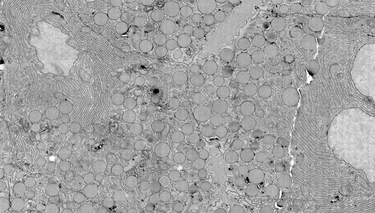 Megafield3_Singlefield0057_adjusted_RES
