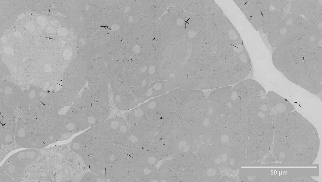 megafield3_downscaled_adjusted_RES